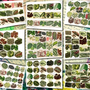 Big Bold Foliage 2 set of 40 pictures on 400 cards vintage design old illustrations inserts for natural junk journal collage clip art image 10