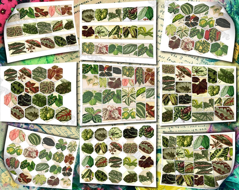 Big Bold Foliage 2 set of 40 pictures on 400 cards vintage design old illustrations inserts for natural junk journal collage clip art image 10