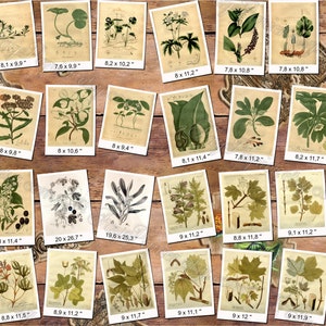 PLANTS 81 pack of 300 vintage images botanical high resolution digital download printable herbarium flowers herb plants leaves cones image 7