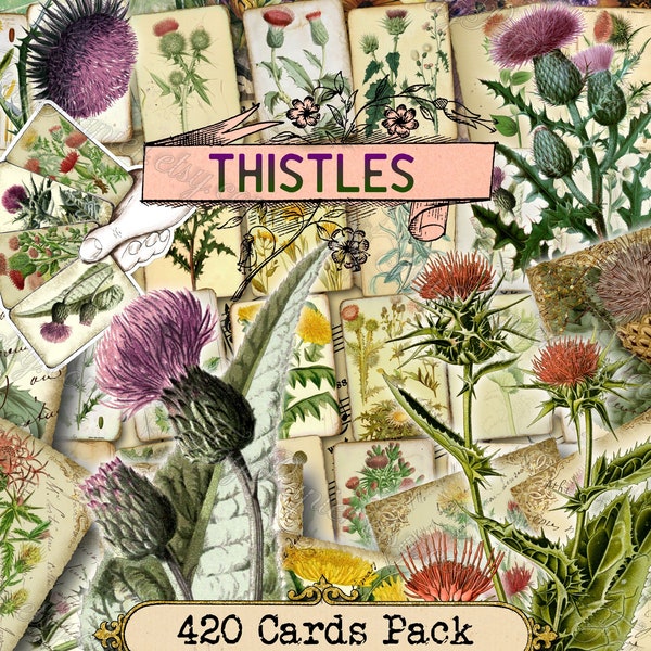 Thistles - set of 40 pictures on 420 cards vintage illustrations natural nature plants botanical flower floral carlina carthamus centaurea