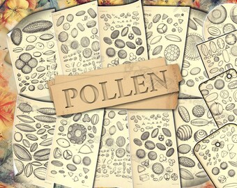 Pollen - set of 24 old illustrations from vintage book pictures images pages 8.5x11 digital papers print sheets tags ATC cards for journal