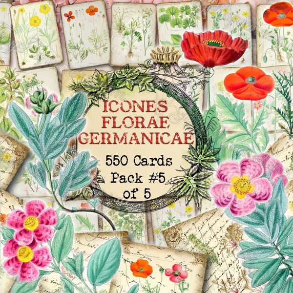 Icones Florae Germanicae #5 - Set aus 40 Bildern auf 550 Karten Vintage Illustrationen Europäisch Deutsche Pflanzen Germania floral botanische Natur