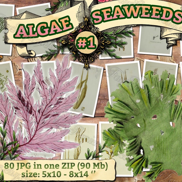 ALGAE SEAWEEDS #1 - pack of 80 vintage large size images botanical pictures digital download printable alga seaware 300 dpi sea plants