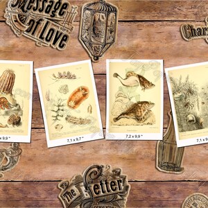 SEA ANIMALS 1 pack of 200 vintage high resolution images pictures marine shellfish octopus digital download printable Aquatic mollusks image 9