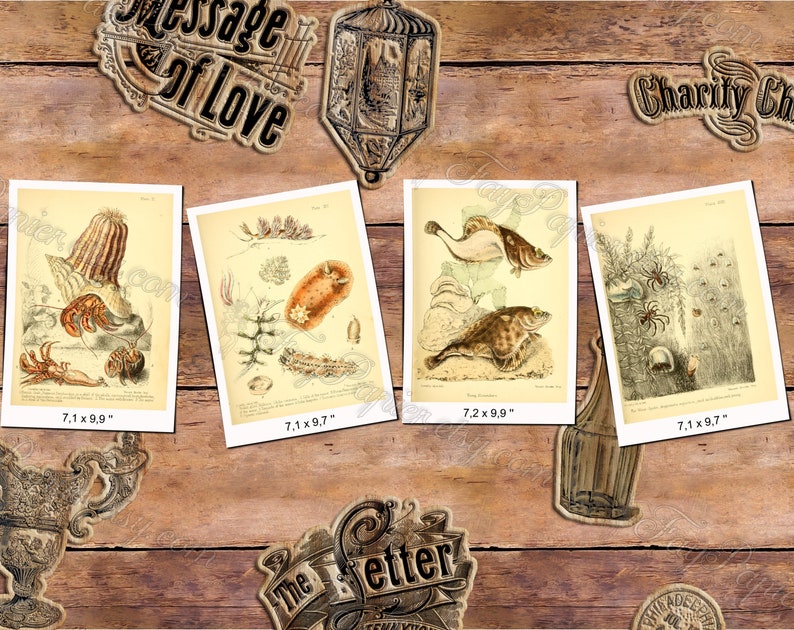 SEA ANIMALS 1 pack of 200 vintage high resolution images pictures marine shellfish octopus digital download printable Aquatic mollusks image 9