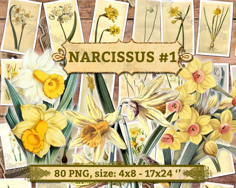 NARCISSUS 1 pakket van 80 vintage hoge resolutie afbeeldingen botanische narcissen Jonquille narcissen foto digitale download afdrukbare 300 dpi afbeelding 1