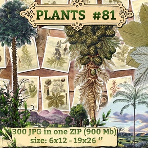 PLANTS 81 pack of 300 vintage images botanical high resolution digital download printable herbarium flowers herb plants leaves cones image 1