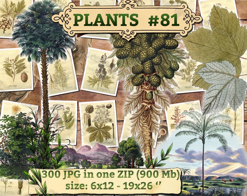 PLANTS 81 pack of 300 vintage images botanical high resolution digital download printable herbarium flowers herb plants leaves cones image 1