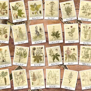 PLANTS 81 pack of 300 vintage images botanical high resolution digital download printable herbarium flowers herb plants leaves cones image 8
