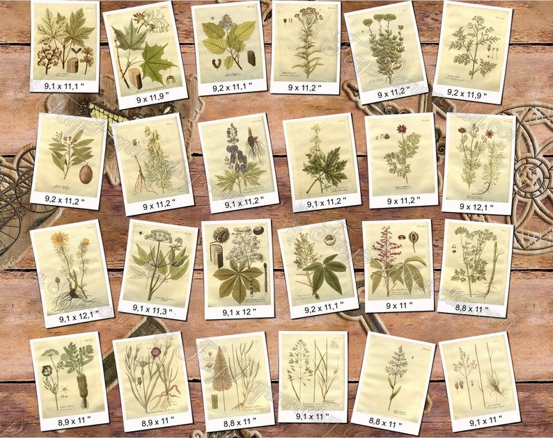 PLANTS 81 pack of 300 vintage images botanical high resolution digital download printable herbarium flowers herb plants leaves cones image 8