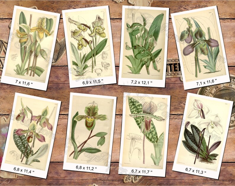 CYPRIPEDIUM 1 pack of 150 vintage images botanical pictures High resolution digital download printable Orchidaceae orchids flowers image 6
