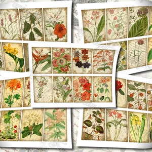 Garden Flora Journal 2 set of 200 ATC cards in JPG format with antique illustrations ophris sedum orchis miltonia lilium hepotica tydaea image 10