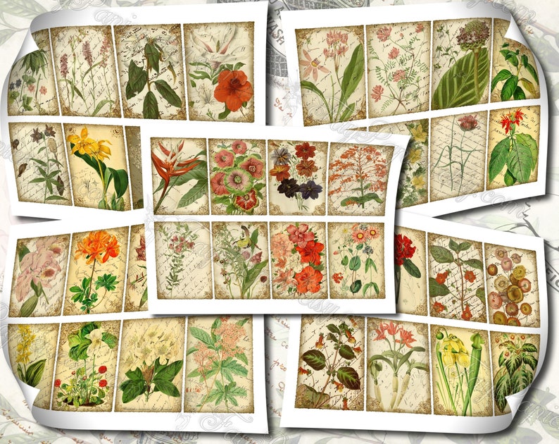 Garden Flora Journal 2 set of 200 ATC cards in JPG format with antique illustrations ophris sedum orchis miltonia lilium hepotica tydaea image 10