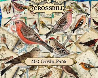 Crossbill - set of 40 pictures on 450 cards in JPG with antique illustrations instant download for commercial use small forest finches loxia