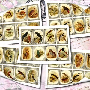 Birds of Madagascar by Keulemans 3 set of 200 ATC cards in JPG format with antique illustrations instant download for commercial use image 9