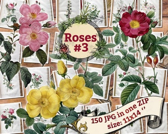 ROSEN # 3 - Packung mit 150 schönen Vintage-Bilder Bildern Hohe Auflösung digitaler Download druckbare weiße rote Blumen von Redoute Pierre