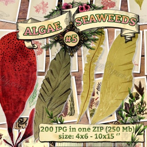 ALGAE SEAWEEDS 5 pack of 200 vintage large size images botanical pictures digital download printable alga seaware 300 dpi sea plants image 1