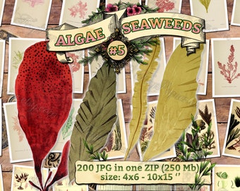 ALGAE SEAWEEDS #5 - pack of 200 vintage large size images botanical pictures digital download printable alga seaware 300 dpi sea plants