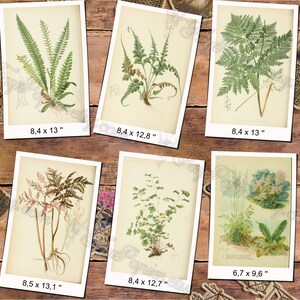 FERNS 7 pack of 150 vintage images botanical High resolution digital download printable 300 dpi Alsophila Acrostichum Polypody image 9