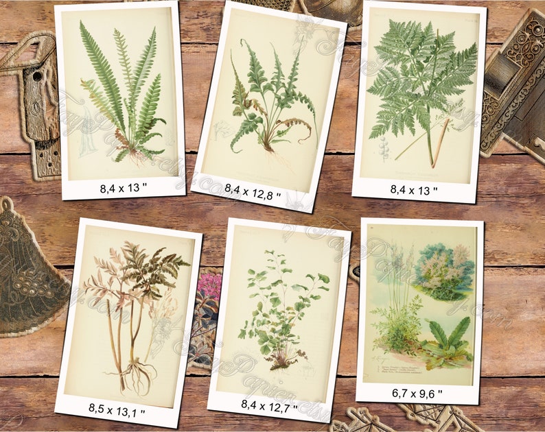 FERNS 7 pack of 150 vintage images botanical High resolution digital download printable 300 dpi Alsophila Acrostichum Polypody image 9