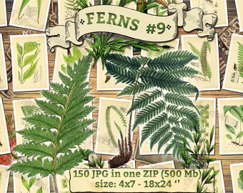 FERNS #9 - pack of 150 vintage images botanical High resolution digital download printable 300 dpi Polypodium Cystopteris Allosorus