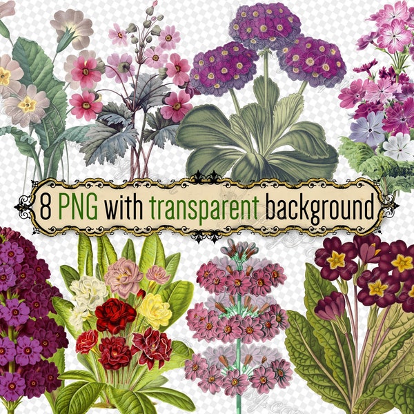 PNG FLOWERS Primrose-2 - set of 8 files in png format with transparent background jpg digital download primula sinensis japonica Hardy plant