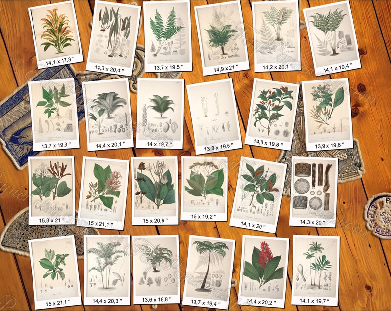 PLANTS 76 pack of 250 vintage images botanical high resolution digital download printable salix saxifraga sempervivum vicia henlea image 4