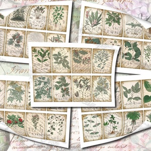 Columbian Flora 3 set of 200 ATC cards antique illustrations connarus bactris calliandra codazzia siphoniopsis schwerinia alsophila image 10