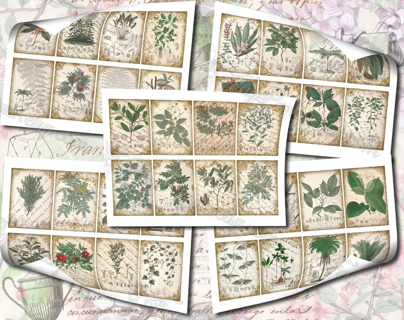 Columbian Flora 3 set of 200 ATC cards antique illustrations connarus bactris calliandra codazzia siphoniopsis schwerinia alsophila image 10