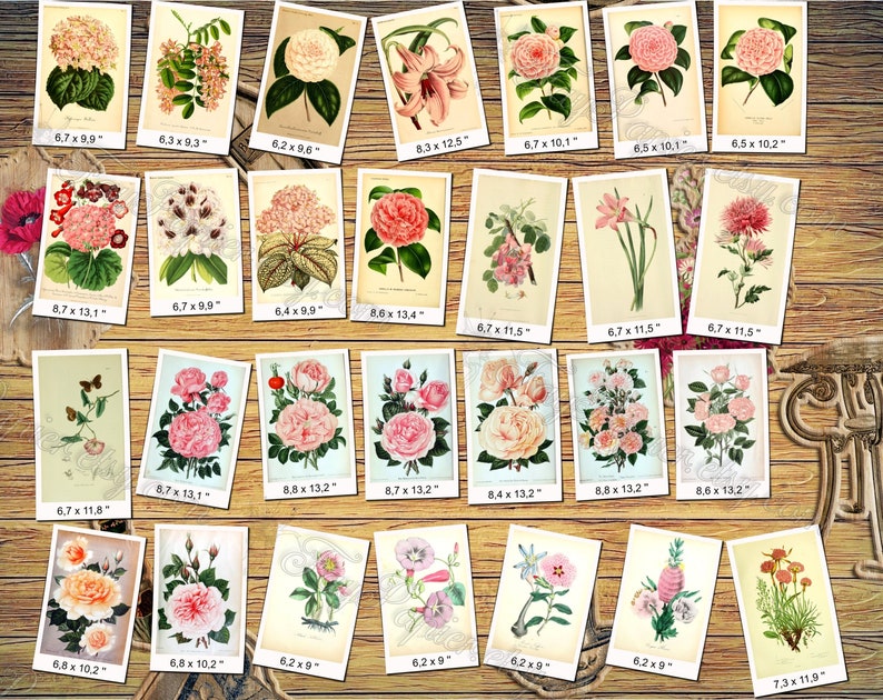 PINK FLOWERS 1 pack of 250 vintage high resolution images pictures digital download printable group 300 dpi color roseate rosy light Bild 5