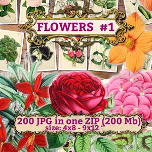 FLOWERS 1 pack of 200 vintage big sie images botanical pictures High resolution digital download printable illustrations floral bouquet image 1