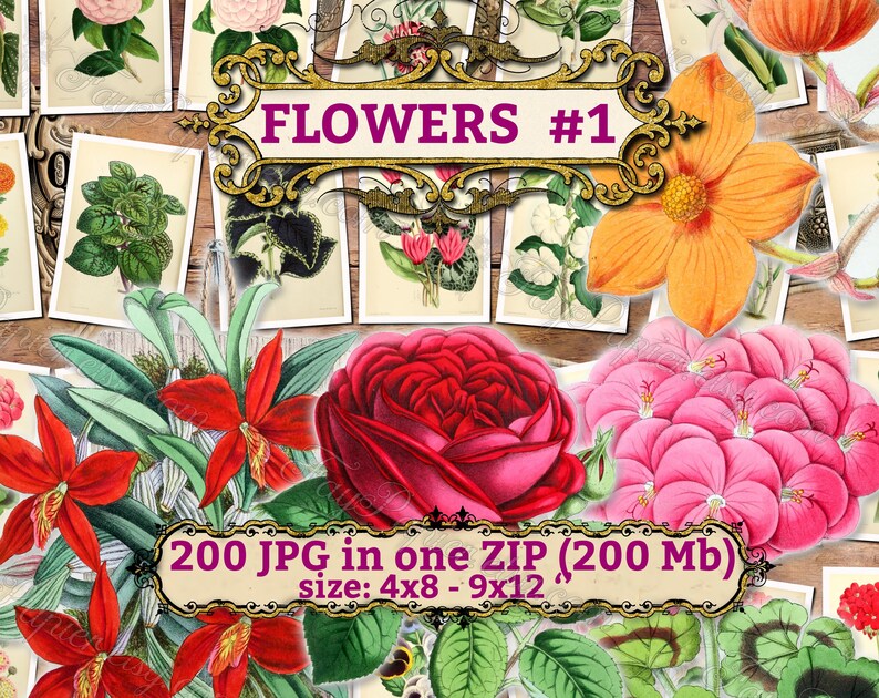 FLOWERS 1 pack of 200 vintage big sie images botanical pictures High resolution digital download printable illustrations floral bouquet image 1