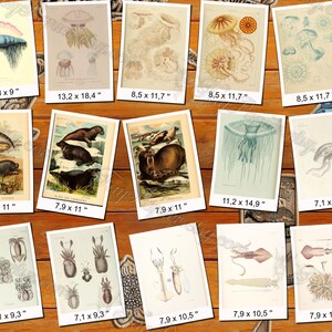 SEA ANIMALS 2 pack of 100 vintage images pictures High resolution shellfish octopus digital download printable marine aquatic mollusk image 9