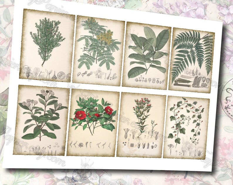 Columbian Flora 3 set of 200 ATC cards antique illustrations connarus bactris calliandra codazzia siphoniopsis schwerinia alsophila image 4