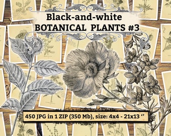 Black-and-White BOTANICAL Plants #3 - pack of 350 vintage trees High resolution illustrations vegetables digital download printable pictures
