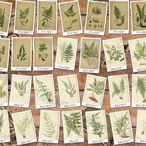 FERNS 7 pack of 150 vintage images botanical High resolution digital download printable 300 dpi Alsophila Acrostichum Polypody image 7