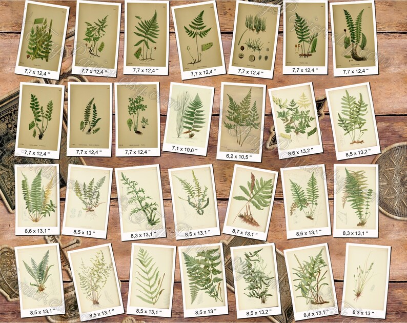 FERNS 7 pack of 150 vintage images botanical High resolution digital download printable 300 dpi Alsophila Acrostichum Polypody image 7