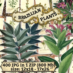 BRAZILIAN PLANTS pack of 400 vintage large size images flora native botanical digital download printable flowers of Brazilia jungle image 1