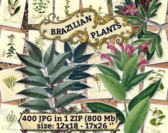 BRAZILIAN PLANTS - pack of 400 vintage large size images flora native botanical digital download printable flowers of Brazilia jungle