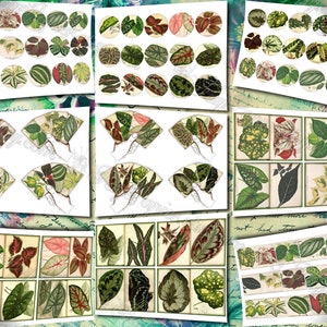 Big Bold Foliage 2 set of 40 pictures on 400 cards vintage design old illustrations inserts for natural junk journal collage clip art image 9