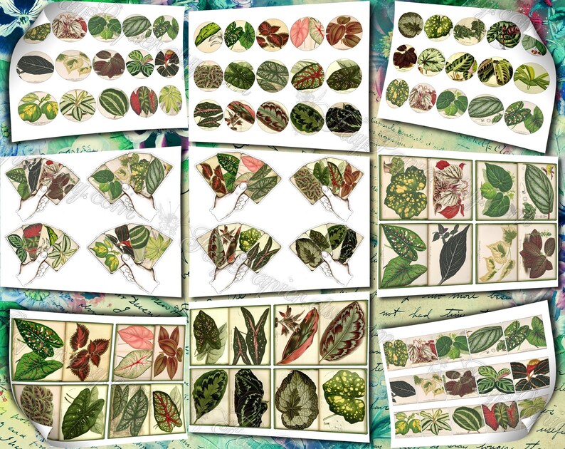 Big Bold Foliage 2 set of 40 pictures on 400 cards vintage design old illustrations inserts for natural junk journal collage clip art image 9