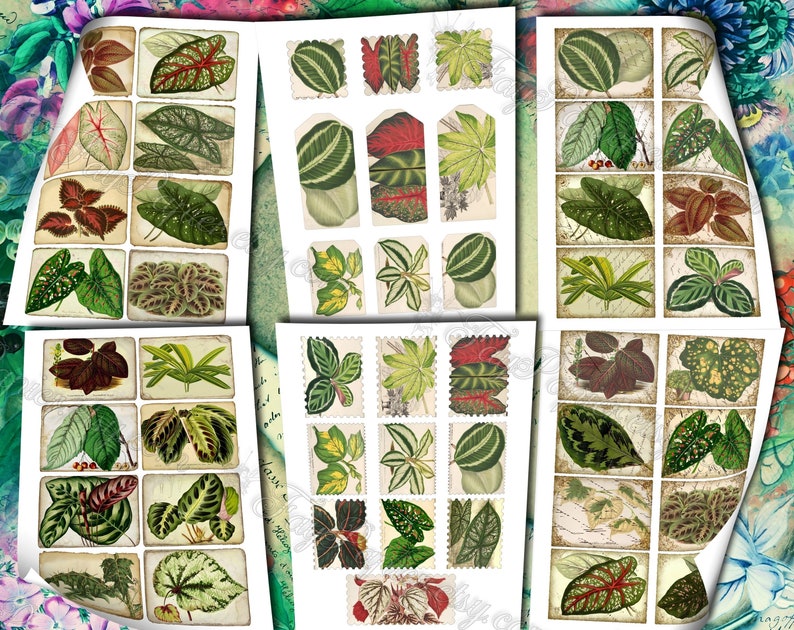 Big Bold Foliage 2 set of 40 pictures on 400 cards vintage design old illustrations inserts for natural junk journal collage clip art image 5