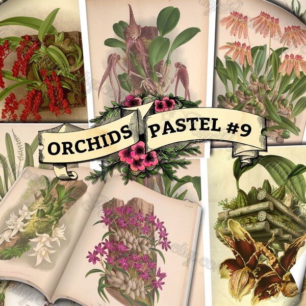 Orchid Pastel #9 - set of 54 digital sheets with botanical pictures in JPG printable 8.5x11 inches ephemera pack of garden flowers blossoms