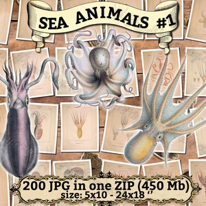 SEA ANIMALS 1 pack of 200 vintage high resolution images pictures marine shellfish octopus digital download printable Aquatic mollusks image 1