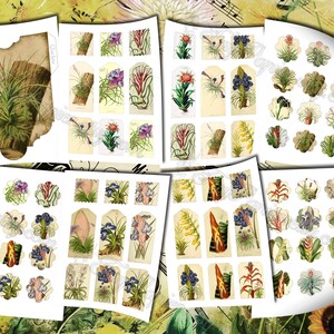 Airplant Tillandsia set of 40 pictures on 500 cards vintage old illustrations for natural junk journal air-plant flowers floral botanical image 5