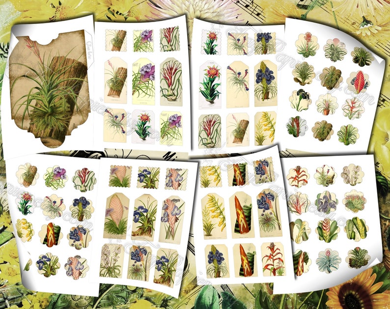 Airplant Tillandsia set of 40 pictures on 500 cards vintage old illustrations for natural junk journal air-plant flowers floral botanical image 5