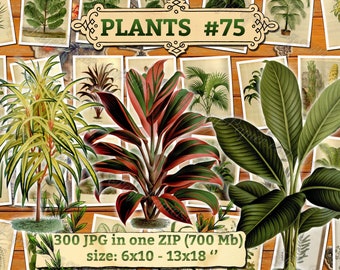 PLANTS #75 - pack of 300 vintage images botanical palms trees high resolution digital download printable herbarium flowers herb flora floral