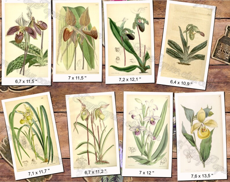 CYPRIPEDIUM 1 pack of 150 vintage images botanical pictures High resolution digital download printable Orchidaceae orchids flowers image 7