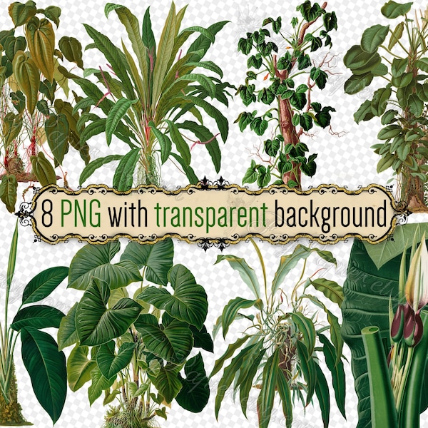 PNG AROIDS-1 - set of 8 files in png format with transparent background digital anthurium atimeta xanthosoma Araceae Arum plant flowers