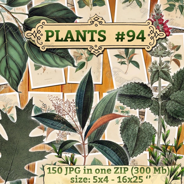 PLANTS #94 - pack of 150 vintage High resolution images botanical digital download printable herb Melastoma Ficus Oak leaf quercus print